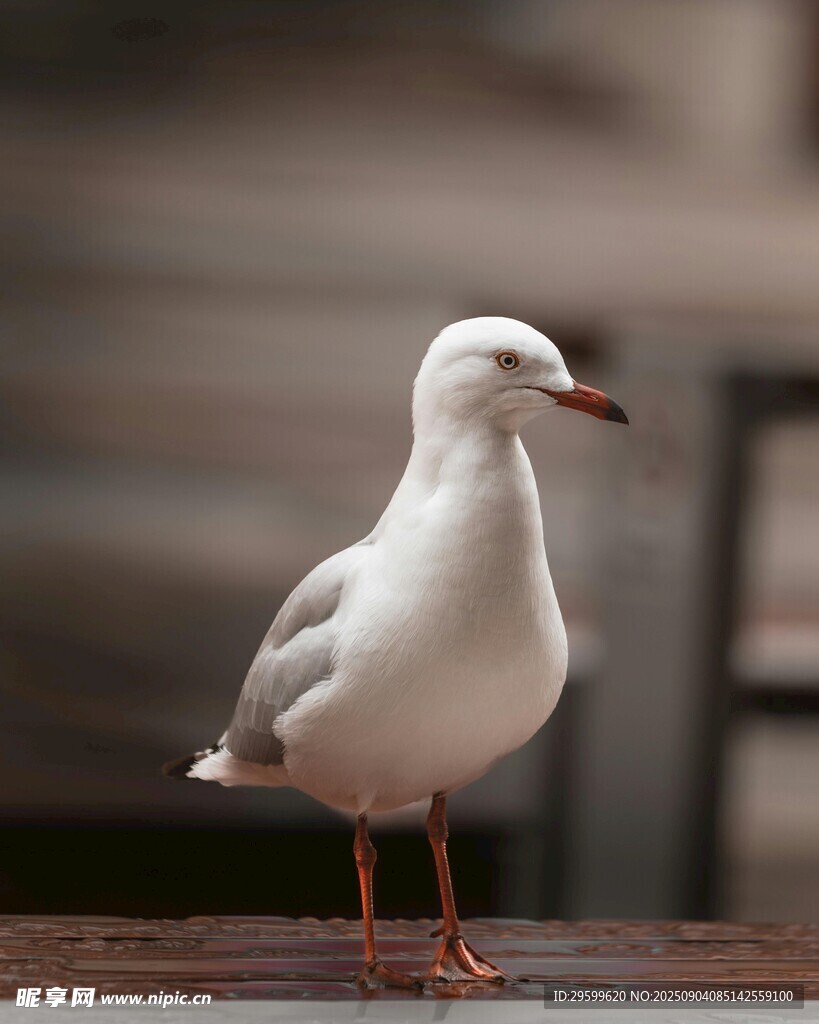单只海鸥站立于木质平台