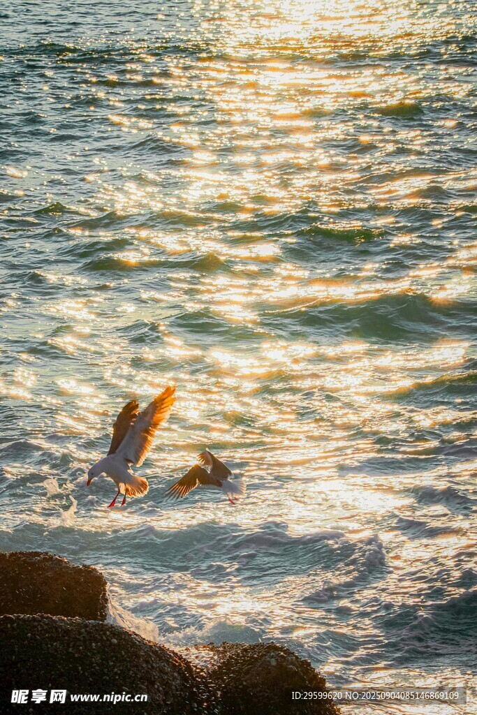 夕阳下海浪中跳跃的身影