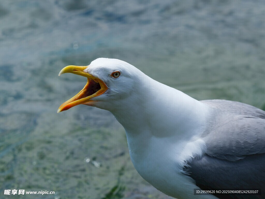 张嘴鸣叫的海鸥