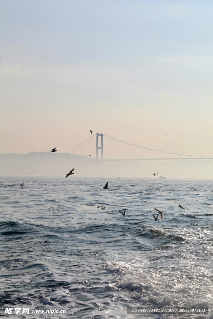 海上飞鸟与远处桥梁景观