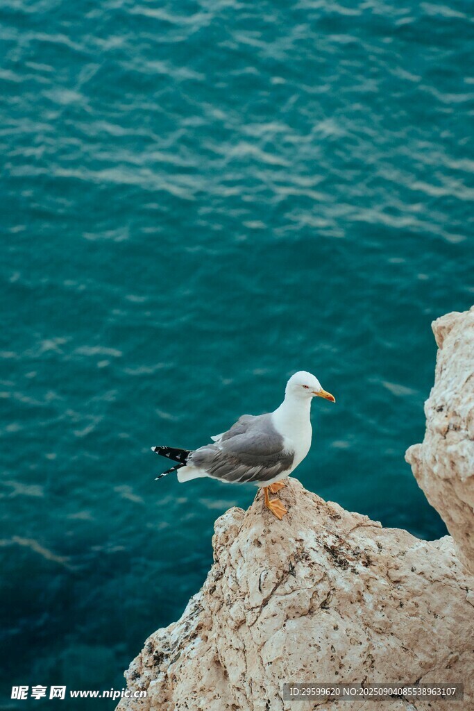 岩石上的海鸥