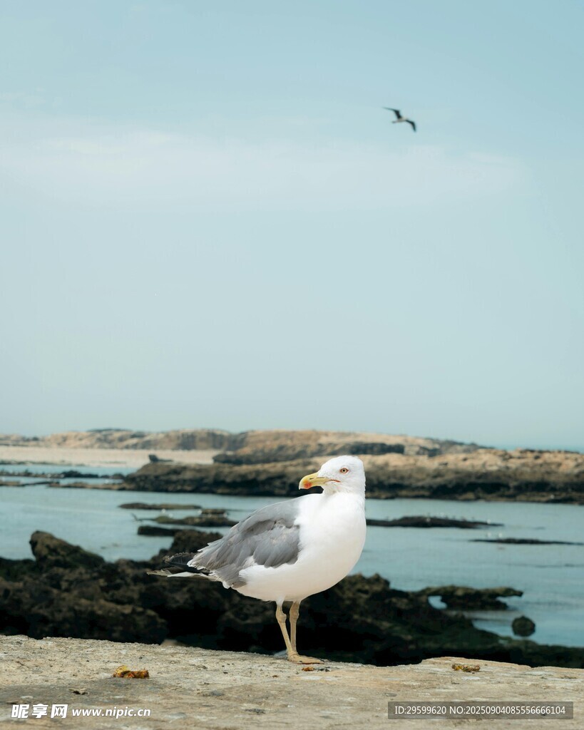 海边站立的海鸥
