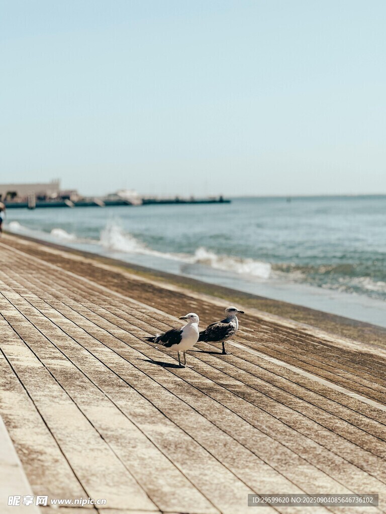 海边木板路的悠闲海鸥