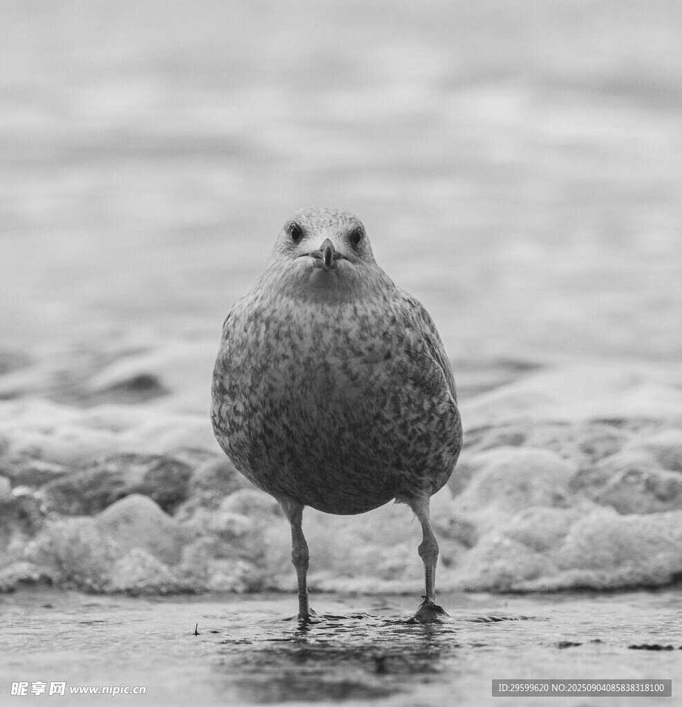 海边独站的小鸟