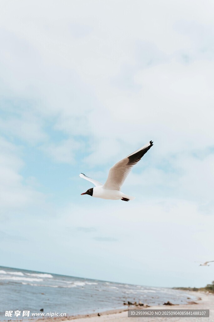 海边翱翔的海鸥