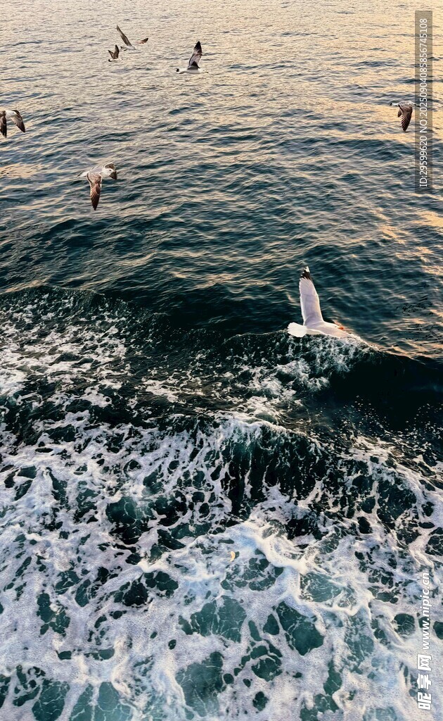 海上飞鸟伴船行