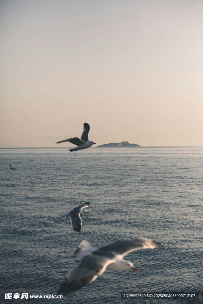 海面上飞翔的海鸥