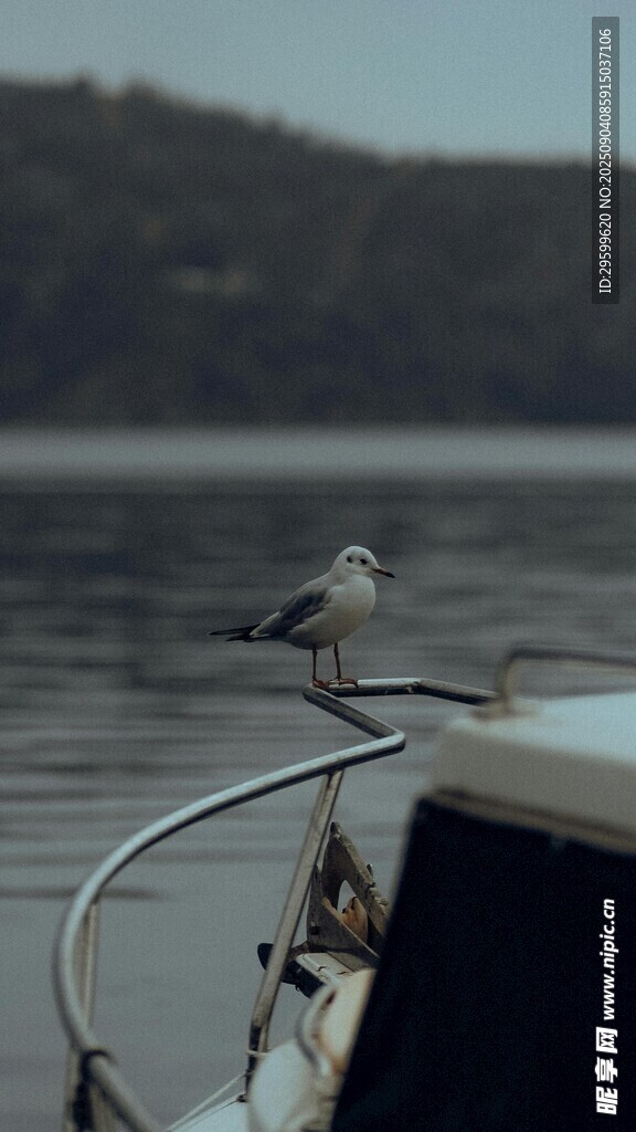 船舷上的孤鸟