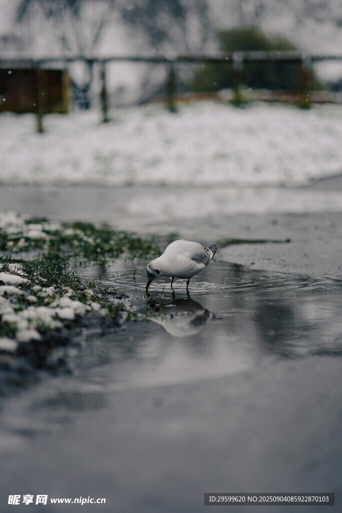 雪后积水处的清新景致