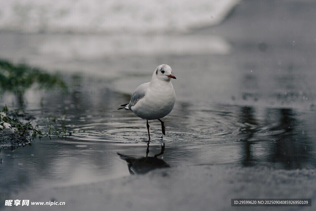 雨中独立的小白鸟