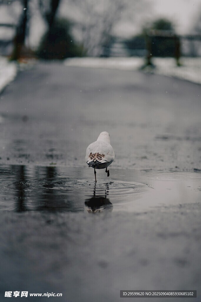 雨中孤鸟