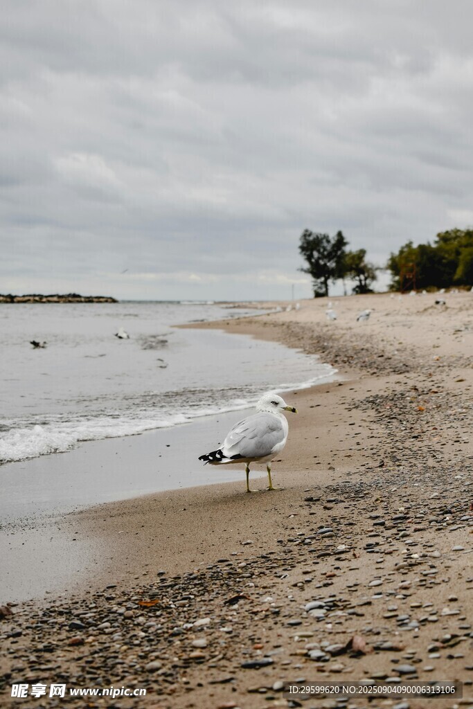 海边沙滩上的悠闲海鸥