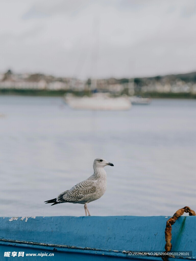 蓝船上的海鸥