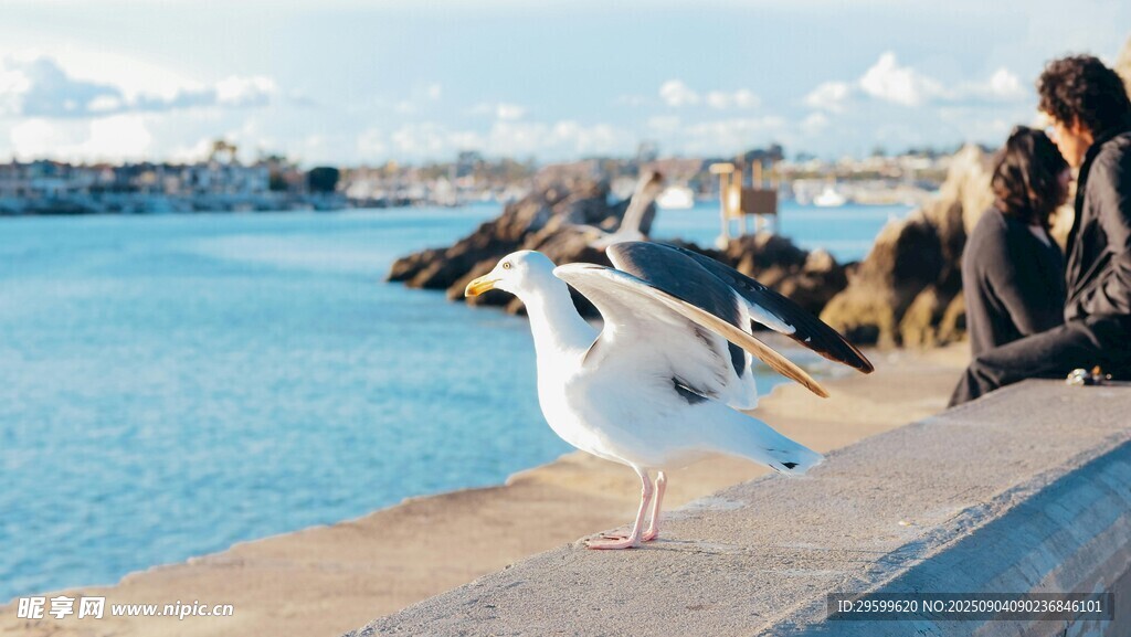 海边栏杆上的白色海鸥