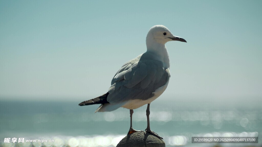 海边礁石上的孤独海鸥
