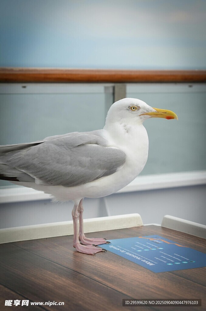 室内站立的海鸥