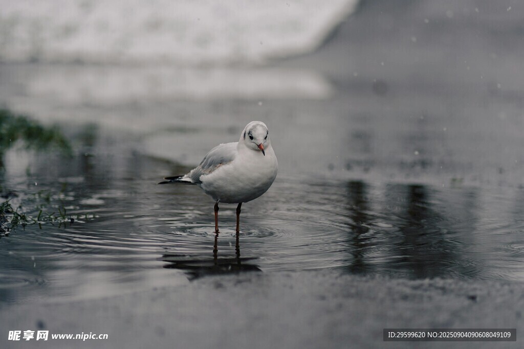 雨中独站的海鸥
