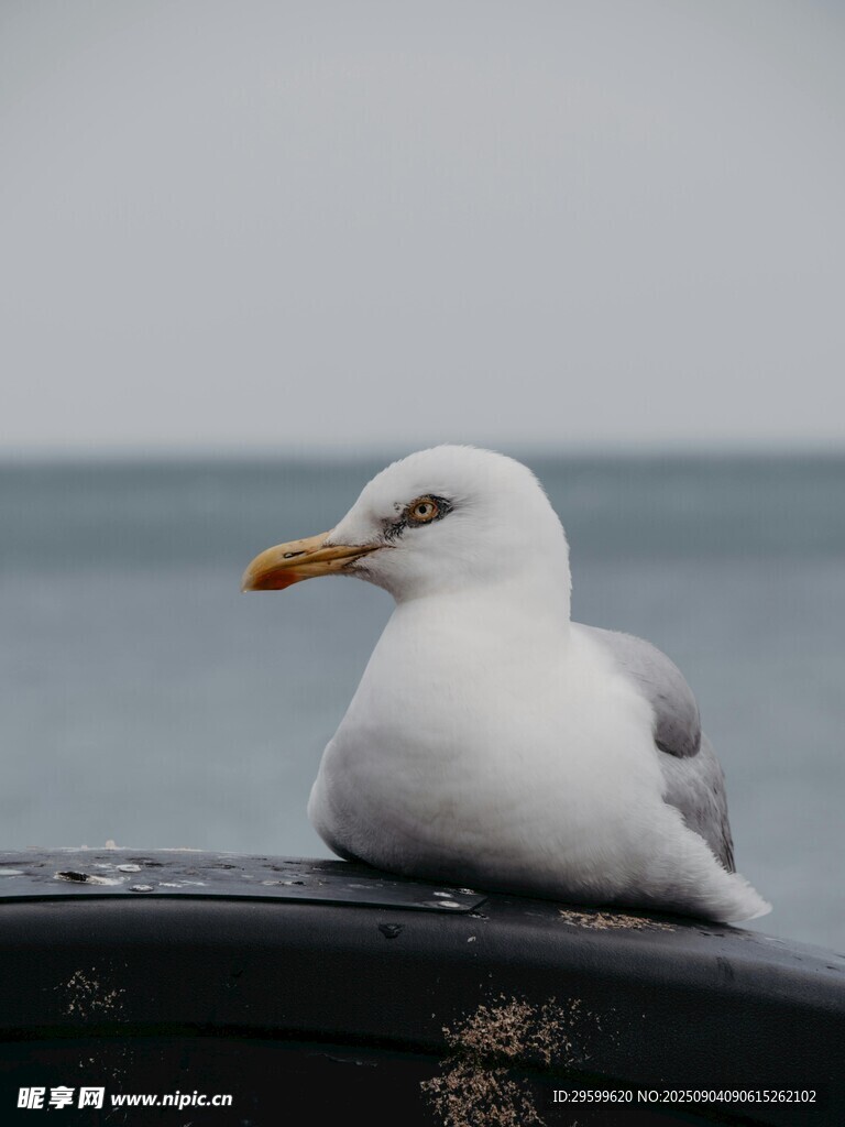栖息的海鸥