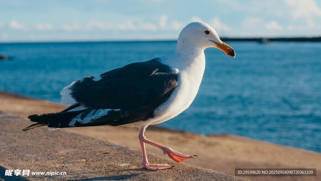 海边漫步的海鸥