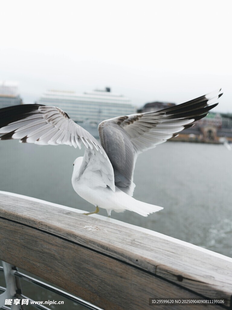 海鸥立于栏杆展翅瞬间