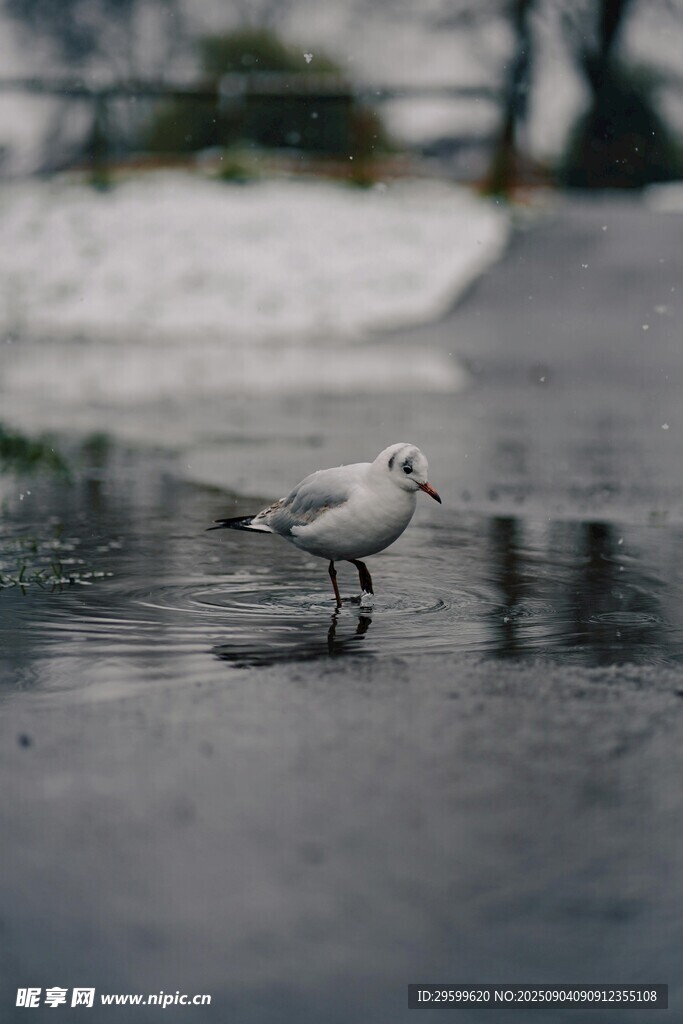 雨中漫步的小白鸟
