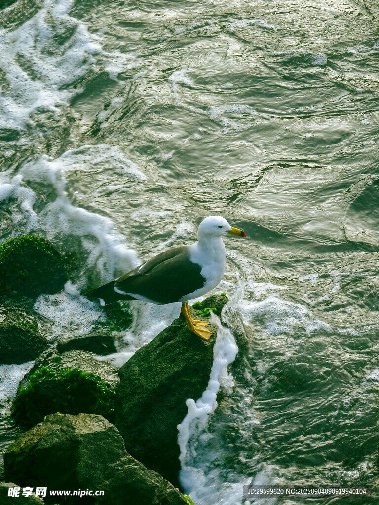 海浪拍石上的白色海鸥
