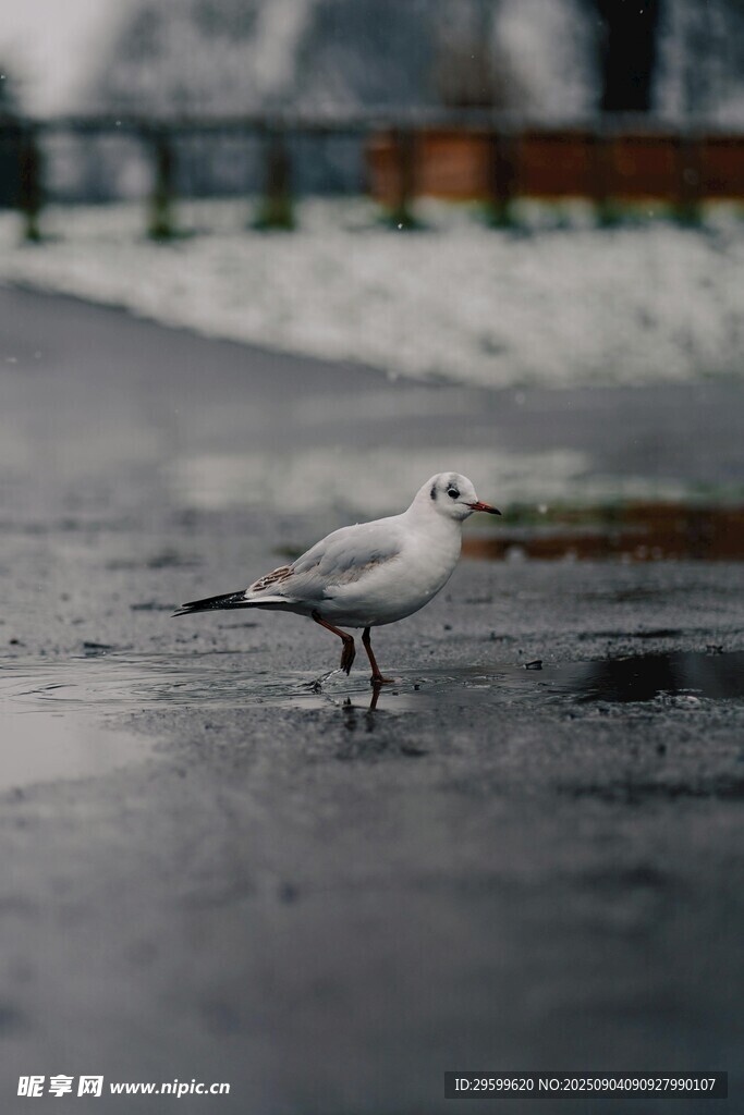 雪地中站立的白色海鸥