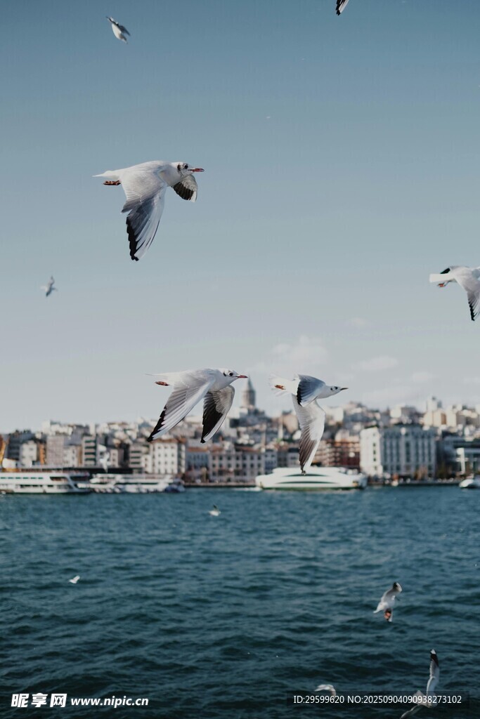 海上群鸥与城市天际线