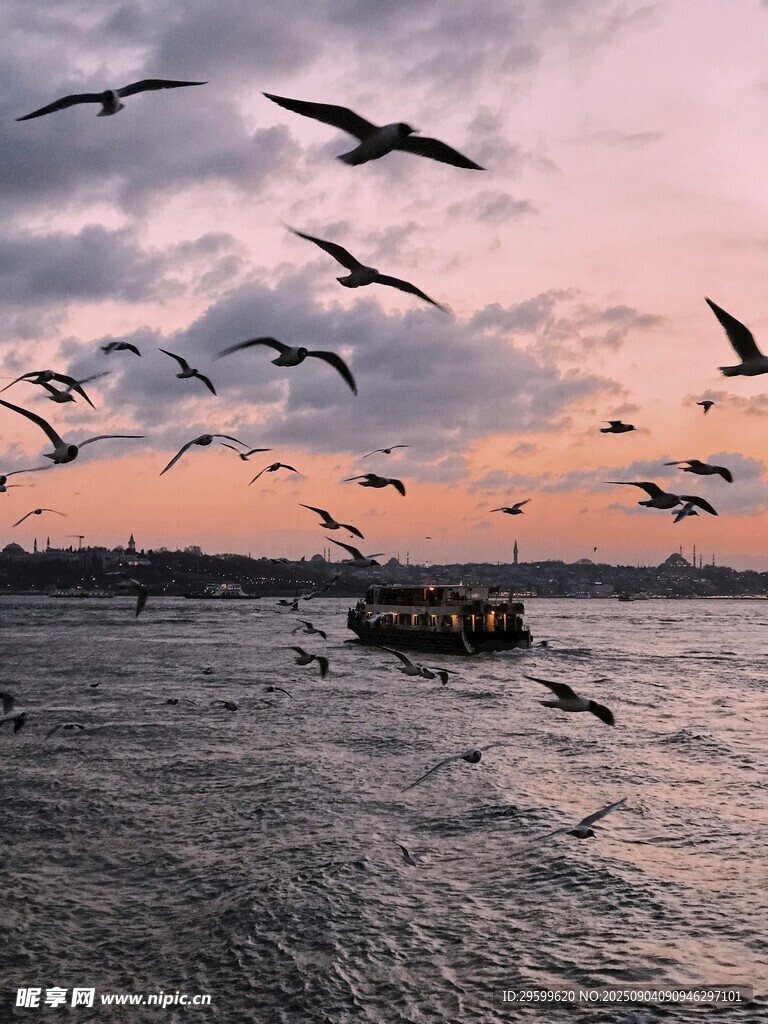夕阳下海面飞翔的群鸟