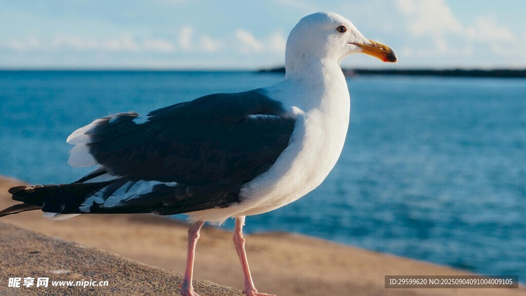 海边站立的优雅海鸥