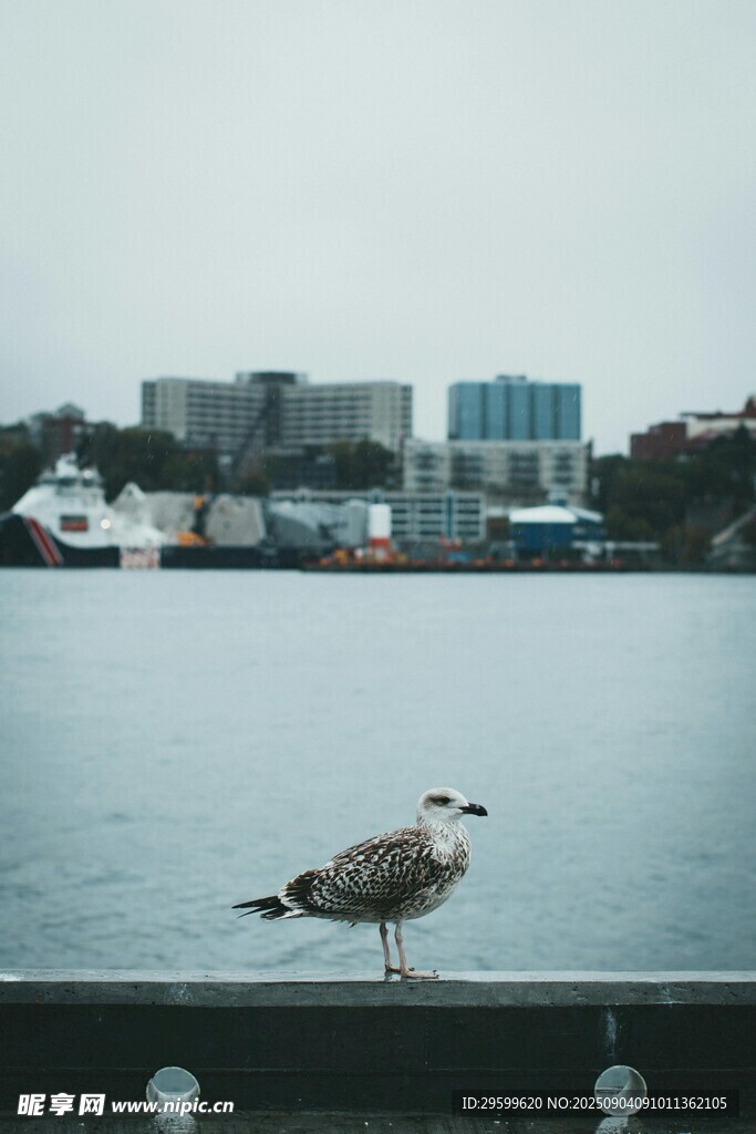 海鸥立于水边栏杆