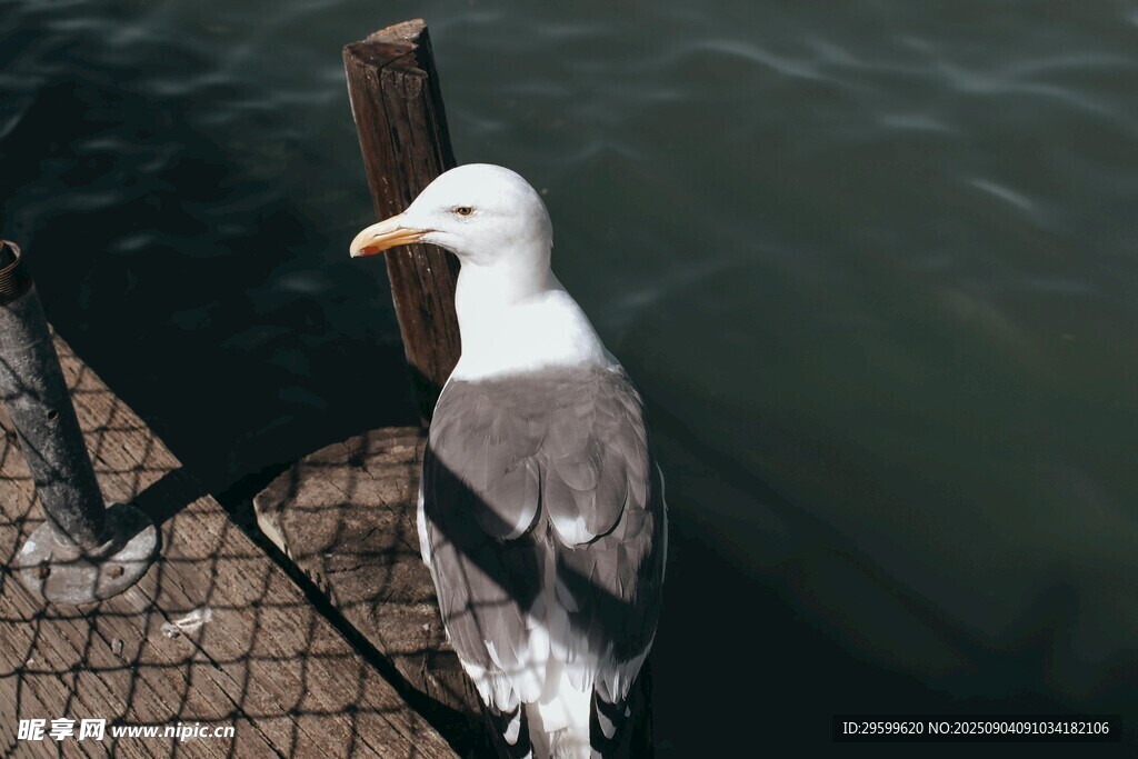 码头边的海鸥
