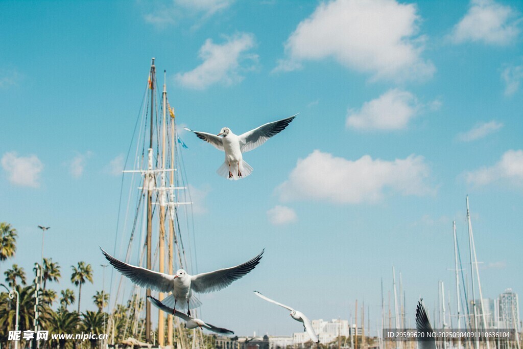 海鸥翱翔于帆船林立天空