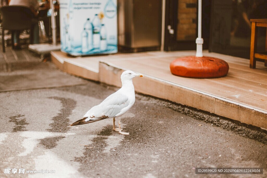 街道上的一只站立海鸥