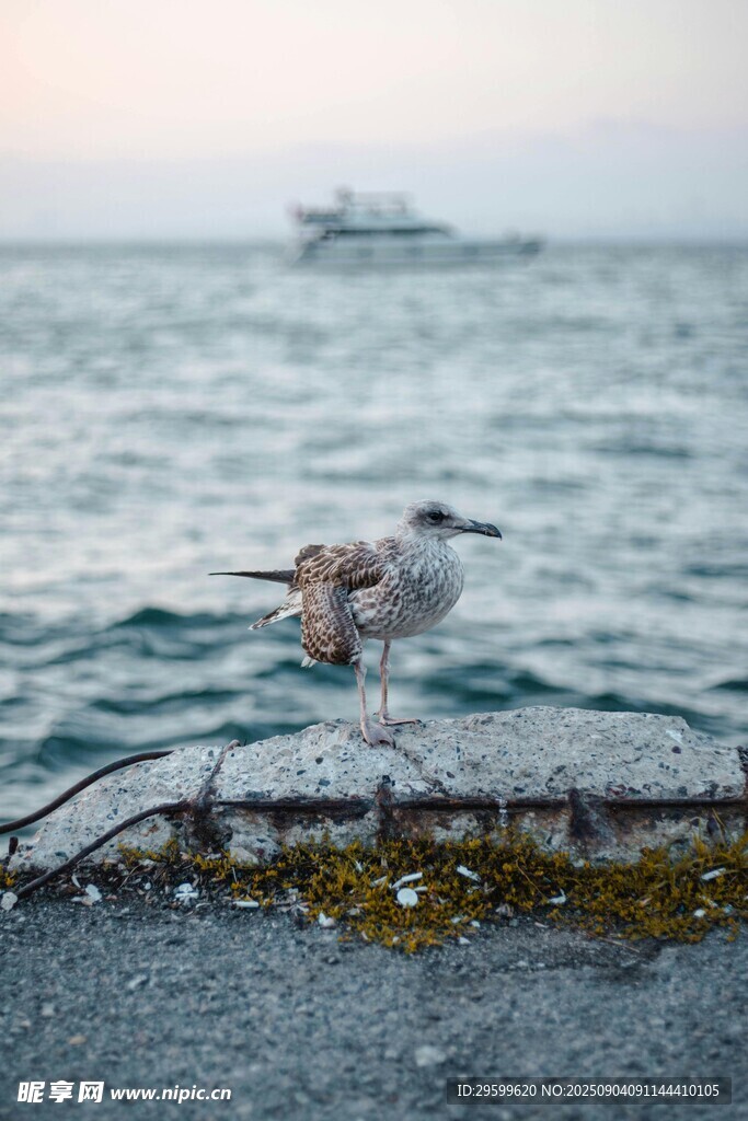 海边礁石上的海鸥
