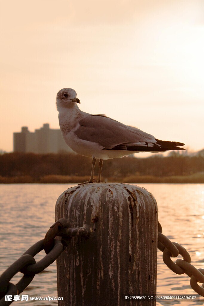 夕阳下木桩上的海鸥