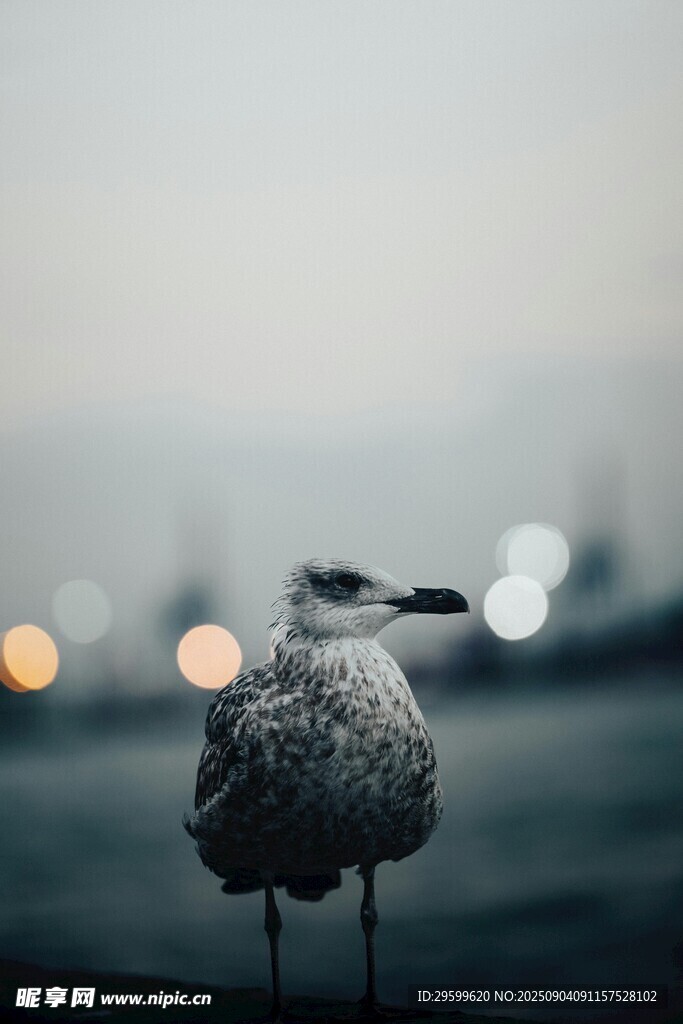 海边孤鸟 
