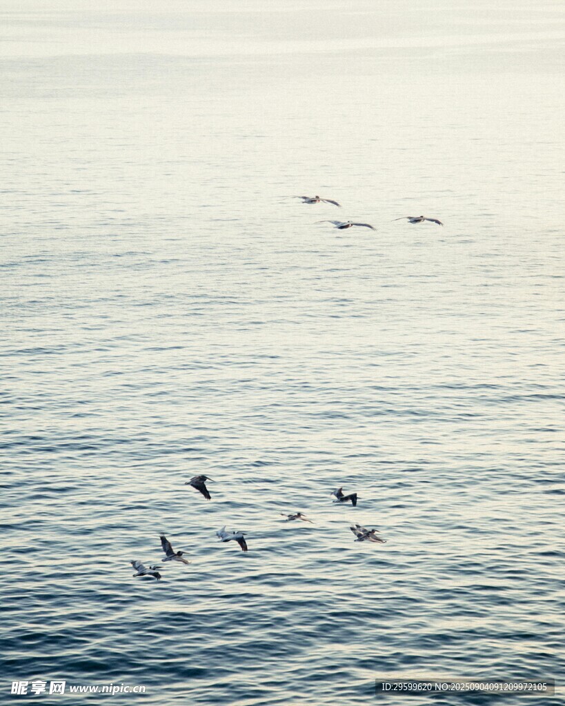 海面上飞翔的一群鸟儿