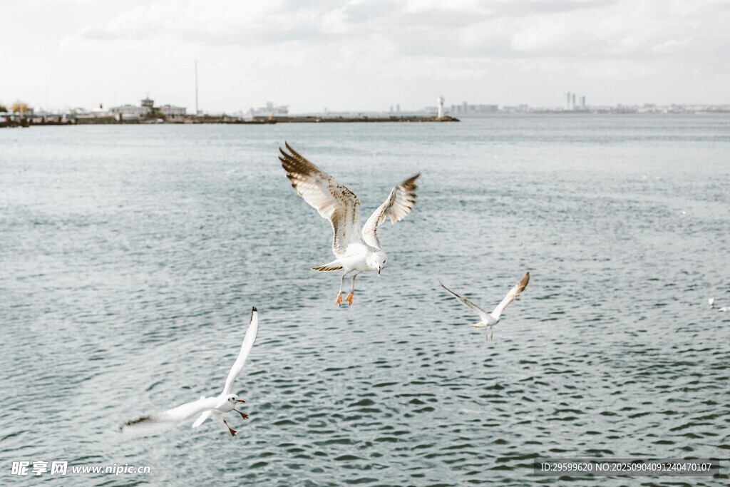 海面上飞翔的几只海鸥