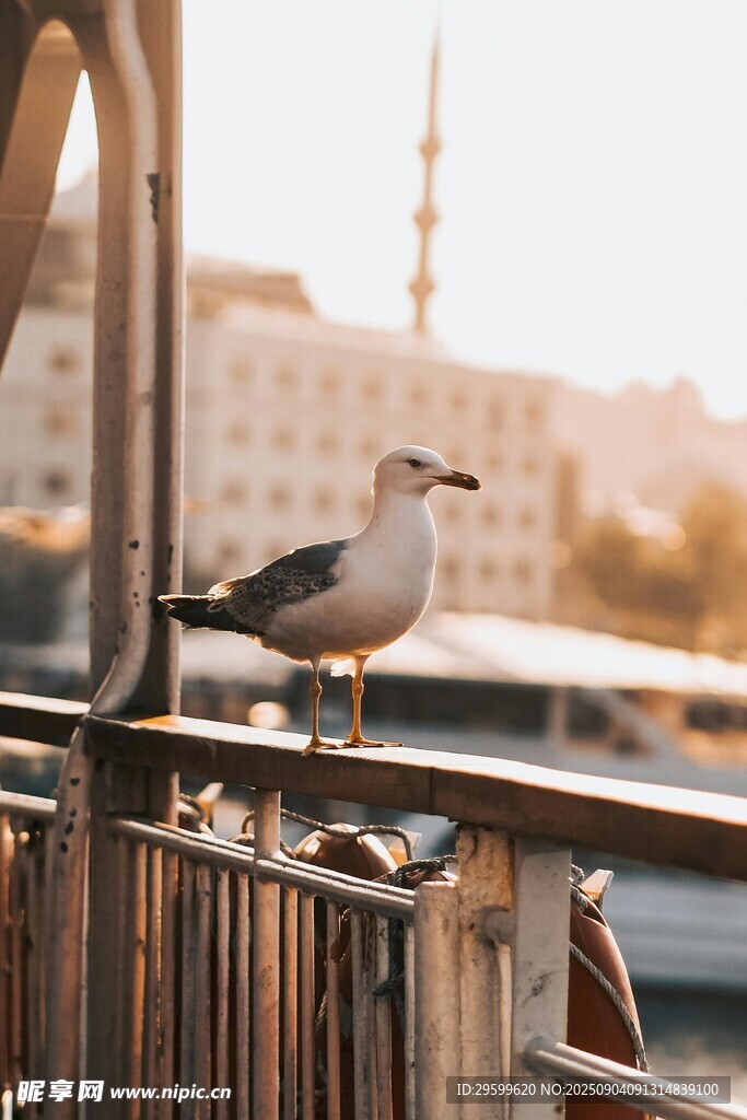 栏杆上的海鸥