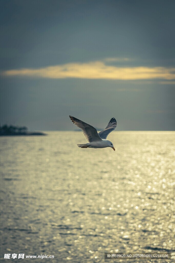 海上飞鸟 