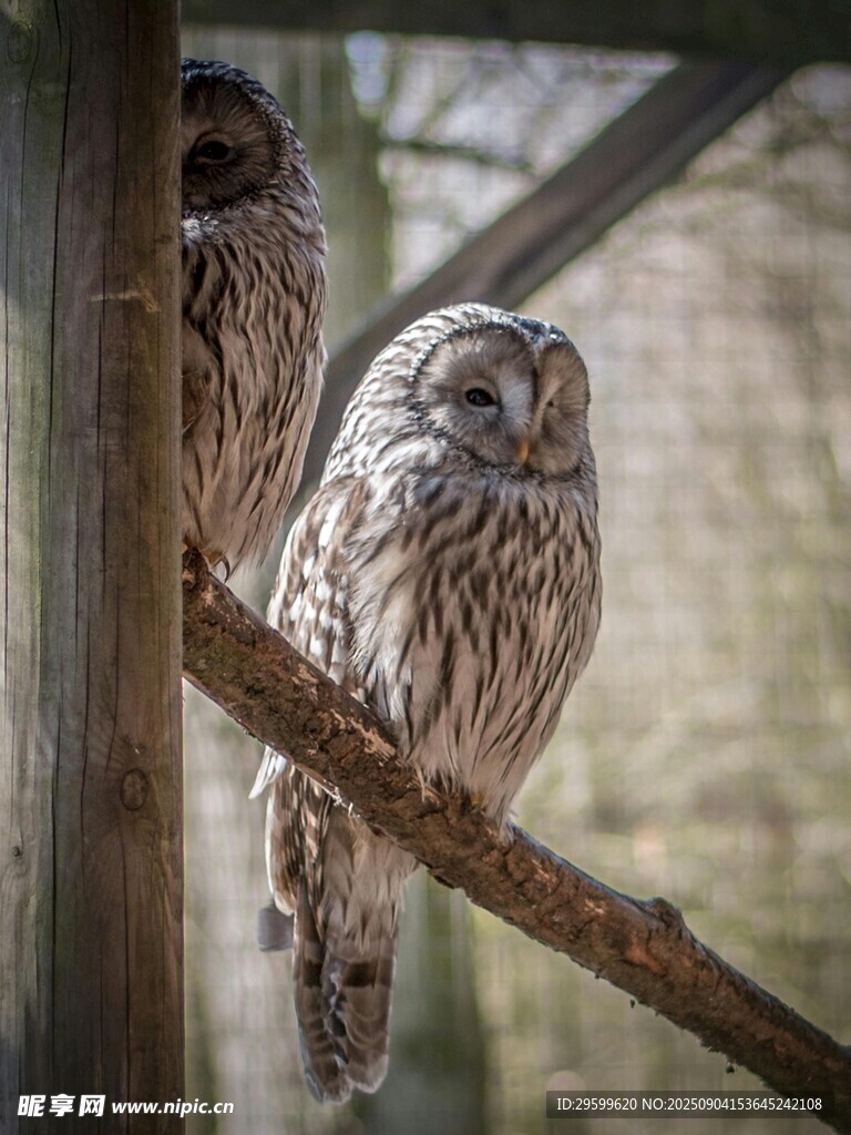 树枝上的两只猫头鹰