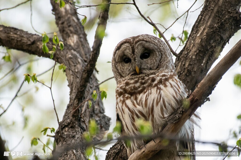 树枝上的猫头鹰