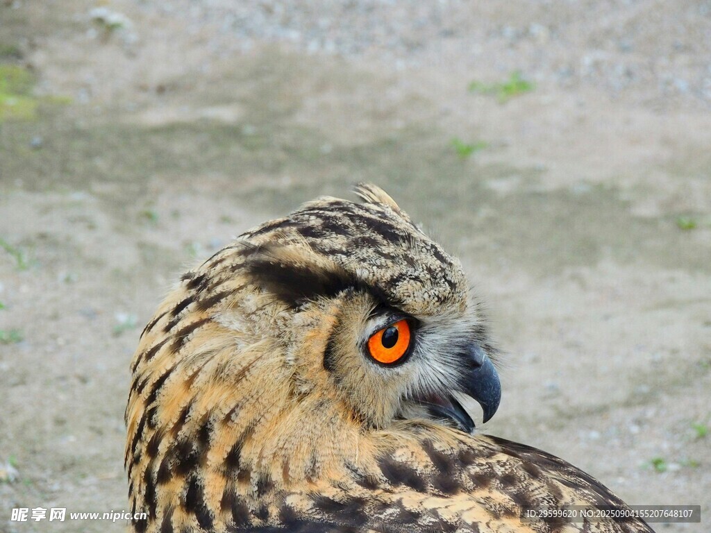 猫头鹰特写