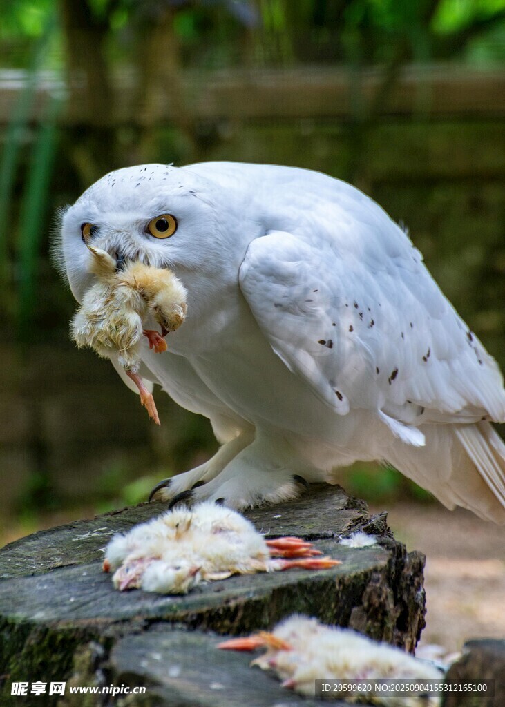 白鹦鹉站桩进食画面