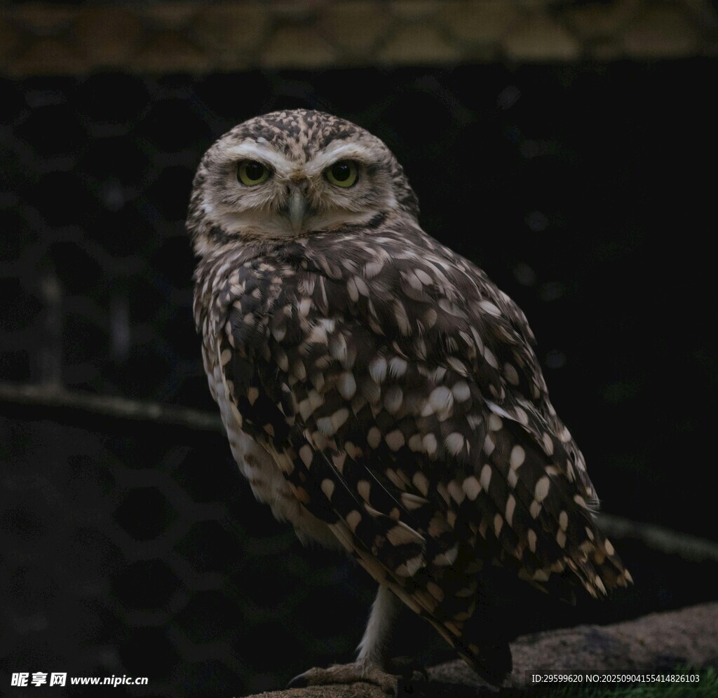 站在枝头的斑点猫头鹰
