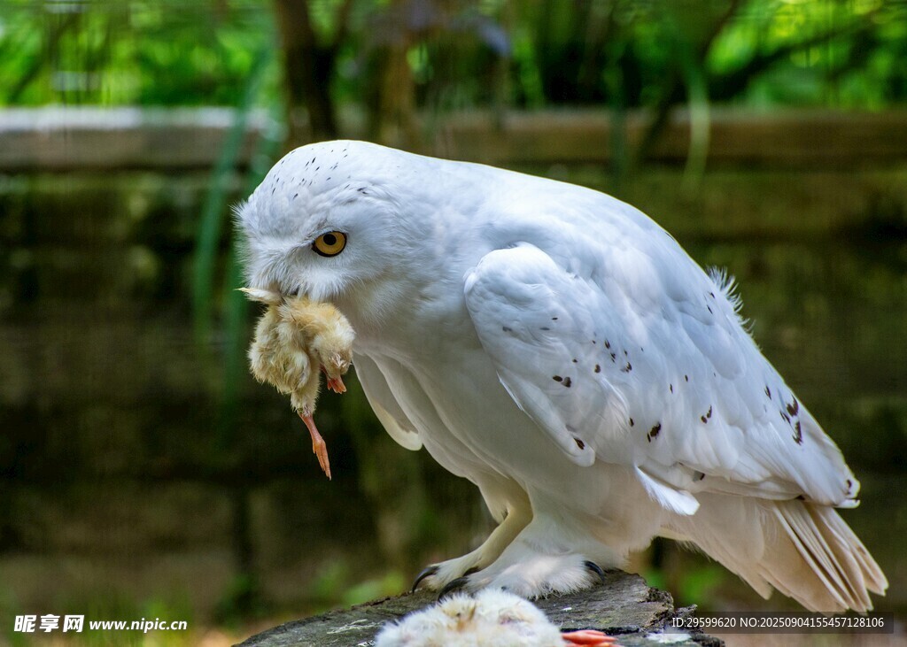 白猫头鹰叼鼠进食瞬间