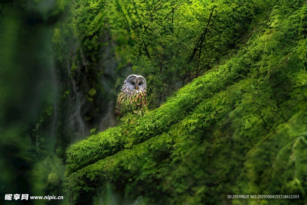 林间苔藓上的神秘小鸟