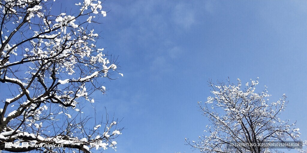 雪覆枝头