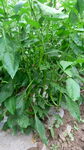 田间生长的茂盛绿色植物